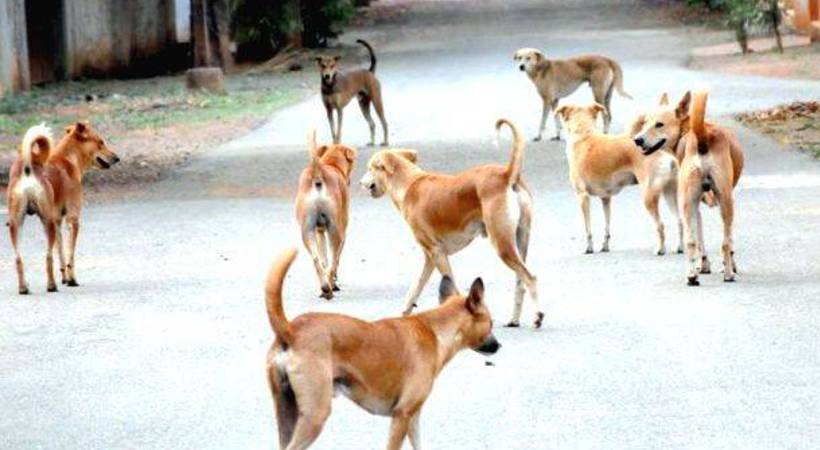 Woman fell off bike fearing stray dog