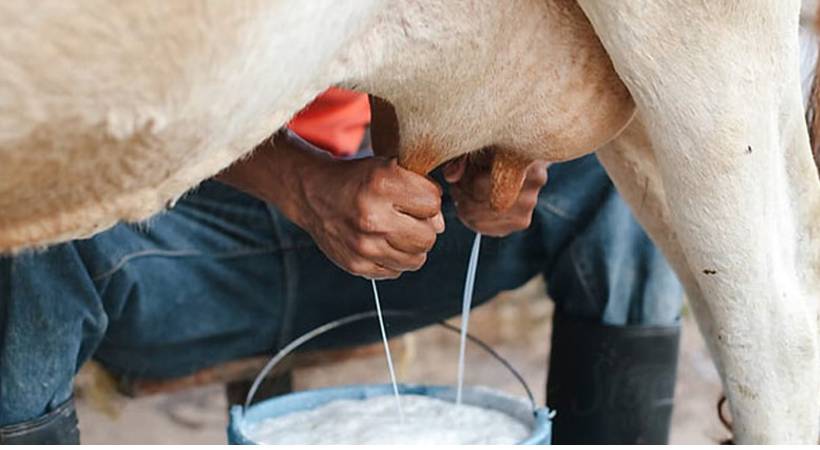 milk from a cow infected with rabies