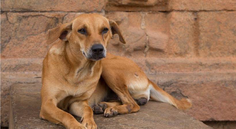 stray dog bitten a three-year-old boy in Attappadi