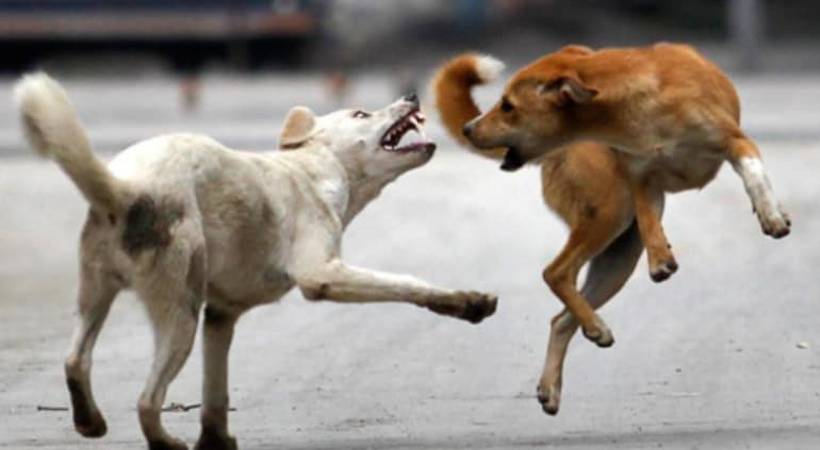 kerala stray dog attack court consider today