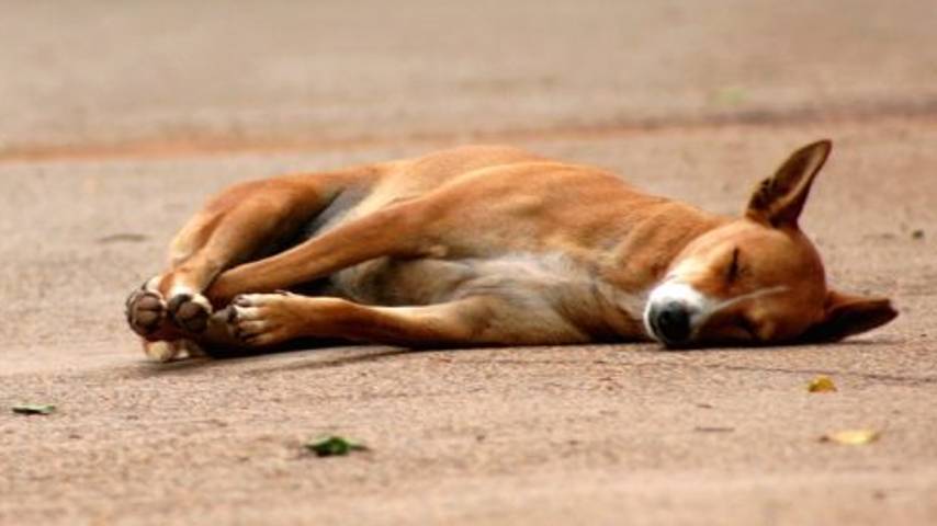 Dead dog in Kollam infected with rabies