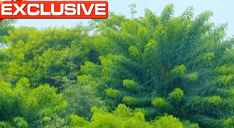 yellow konna pose threat to wayanad