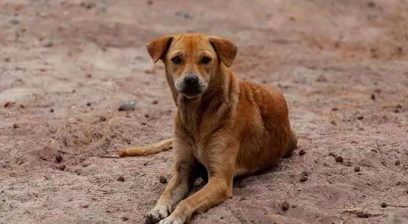 kottayam stray dog postmortem