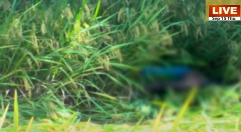 young man died of shock in paddy field