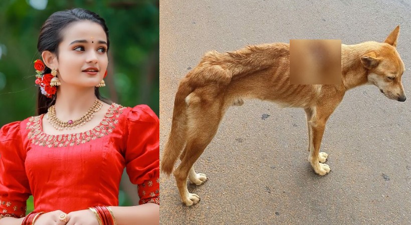 meenakshi anoop facebook post about stray dog
