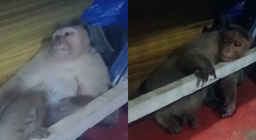 monkey treated in idukki