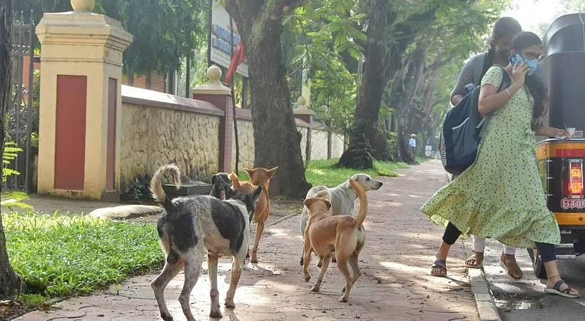 only 749 get stray dog attack compensation