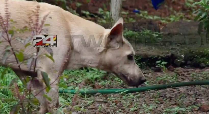 rabies dog entered home pathanamthitta omallur