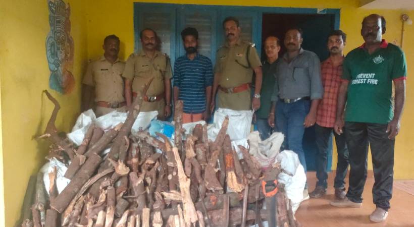 Massive sandalwood hunt Kannur