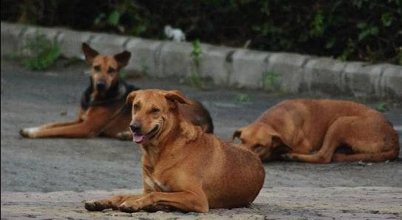 stray dog vaccination kochi