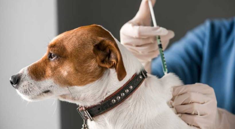 thiruvananthapuram vaccination for pet dogs