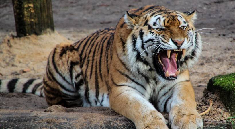 Wayanad tiger came down
