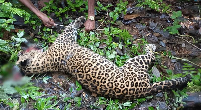 tiger was beaten to death by the natives