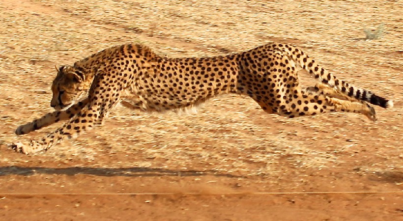 cheetahs from namibia coming