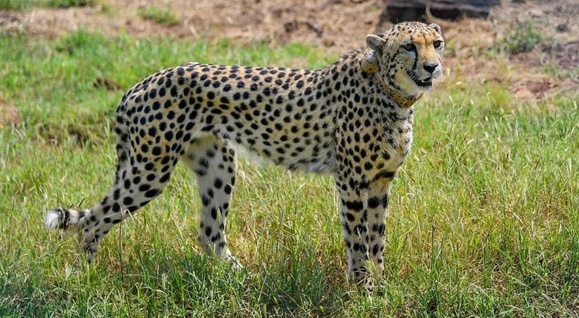 cheetahs eat buffalo meat