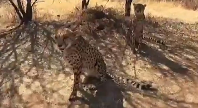 cheetahs coming india video