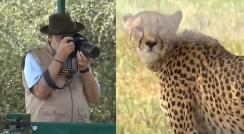 cheetahs kuno narendra modi