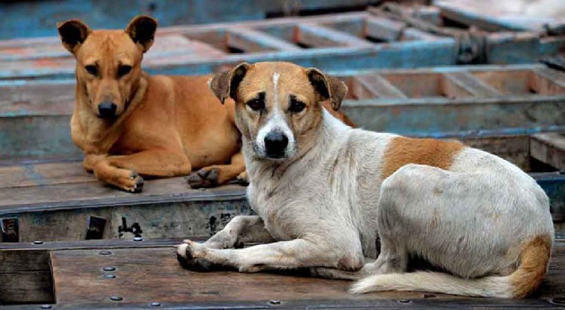 stray dog private kennels