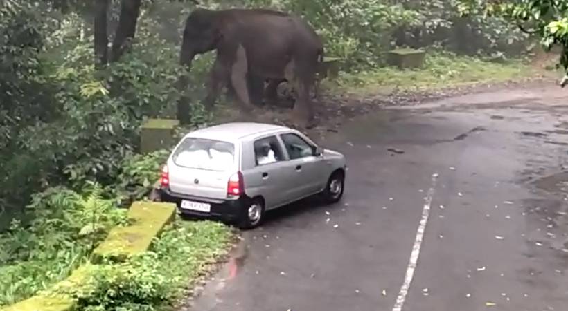 wild elephant attack in Nelliampathi