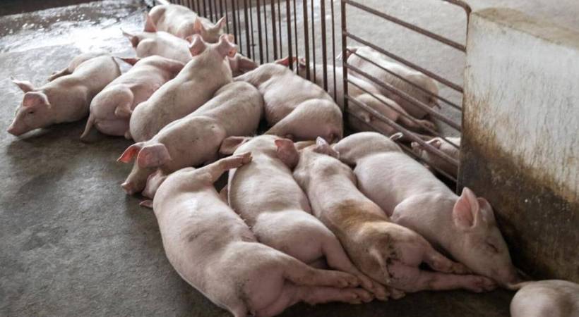 African swine fever in muthalamada