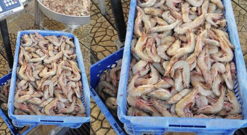 Qatar warns against eating Indian shrimp