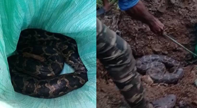 python caught Mukkam bus stand