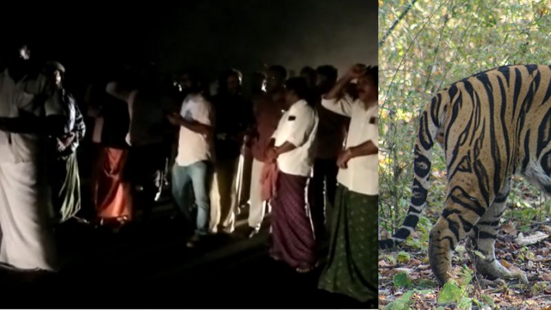 tiger attack cheeral wayanad