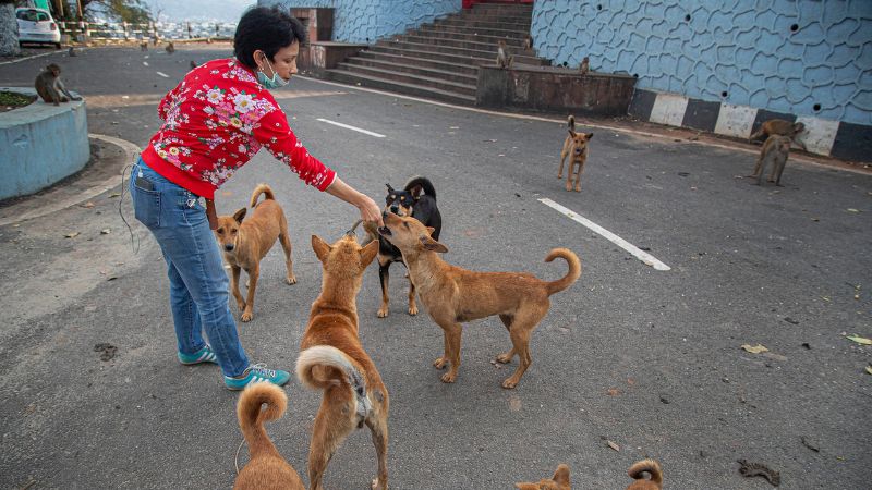 Bombay High Court Prohibits Public Feeding Of Stray Dogs