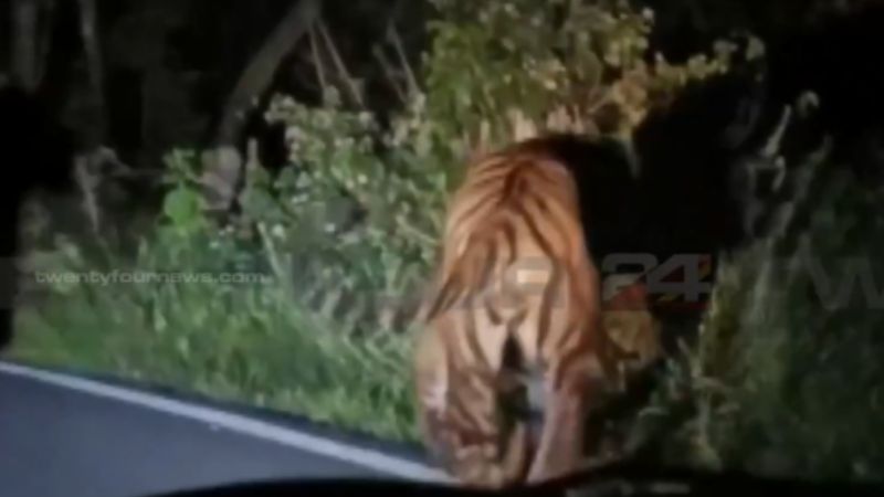 footage of the violent tiger in Munnar video