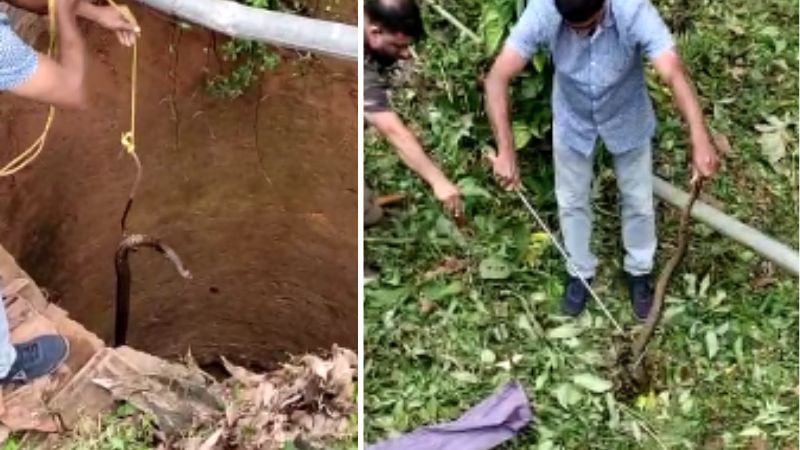 seven feet long cobra was caught from the well
