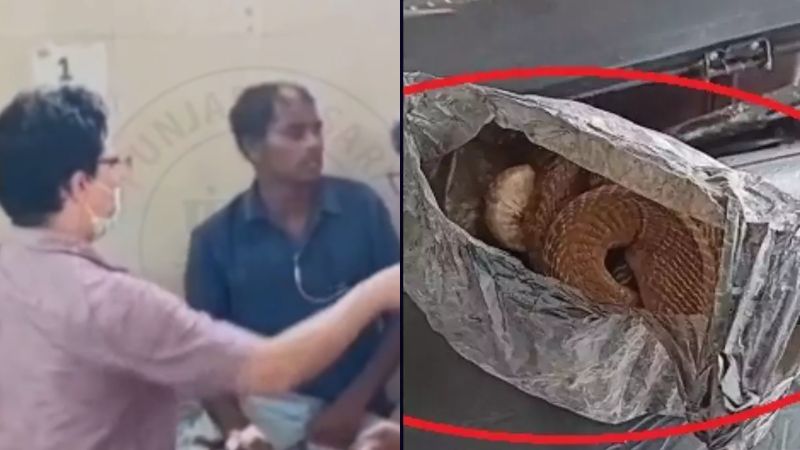 Drunk man takes king cobra to hospital says snake died after biting him