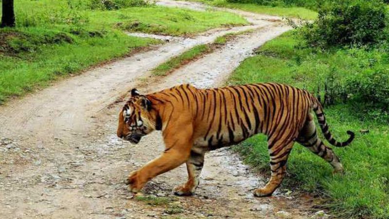 protest committee leaders meet pinarayai to seek solution for tiger attack wayanad