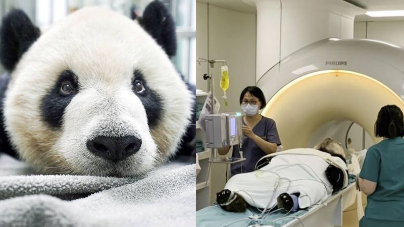 experts from china to taiwan fo treat giant panda
