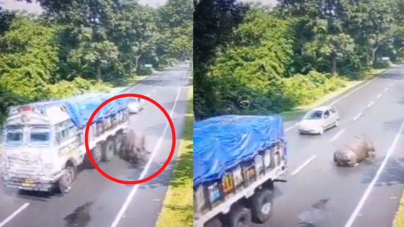 Assam CM takes action after truck driver hit rhinoceros Assam CM takes action after truck driver hit rhinoceros