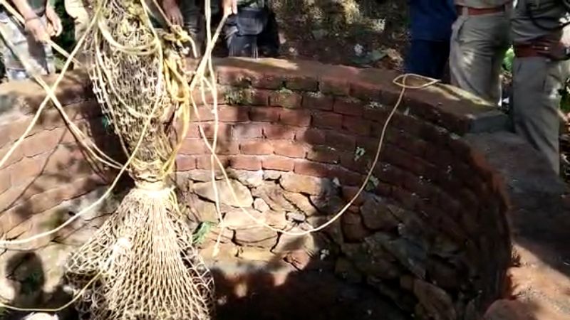 tiger trapped in a well in Wayanad was rescued