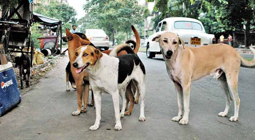 Kerala's plea seeking permission to kill Stray Dogs in Supreme Court