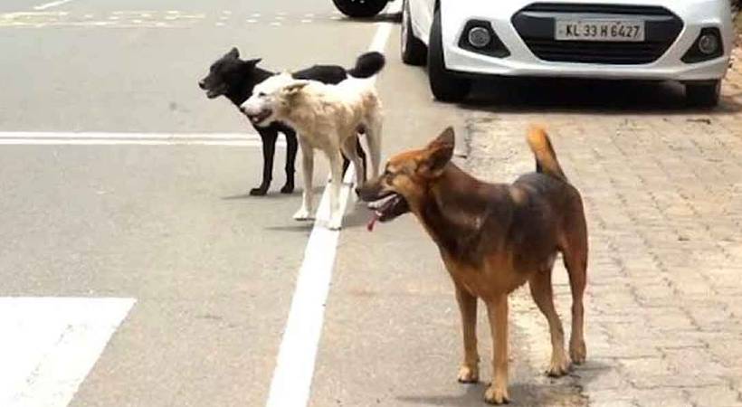 12 people were bitten by street dog in Kochi