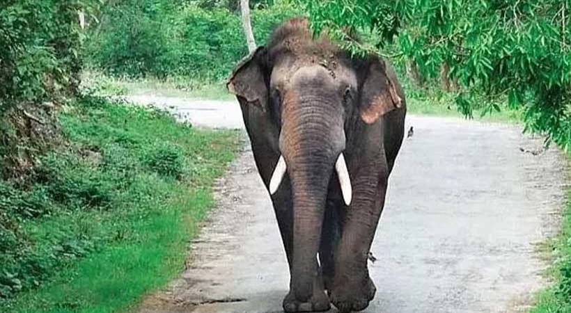 Elephant protection wall Aralam Farm Kannur