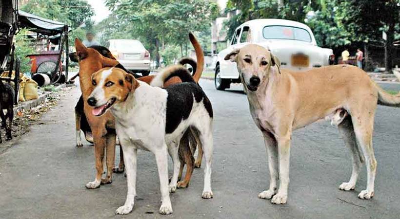 Stray Dog Attack in Palakkad