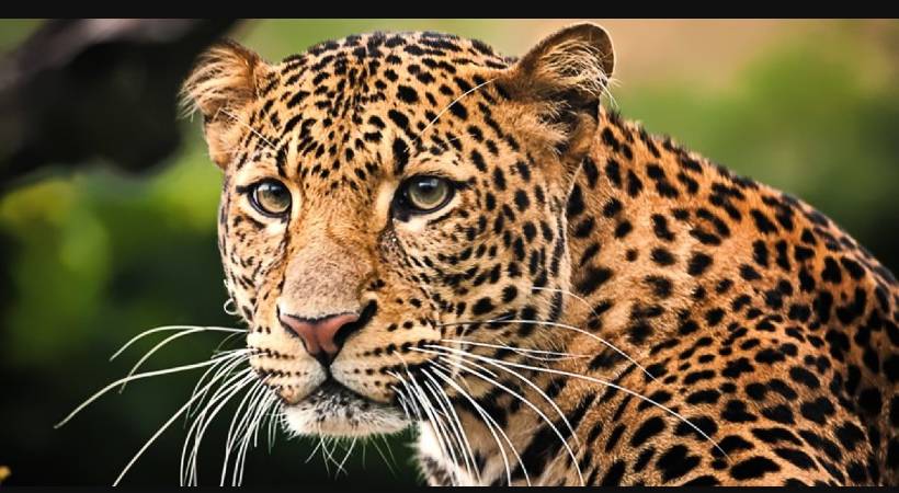 Leopard landed in Munnar