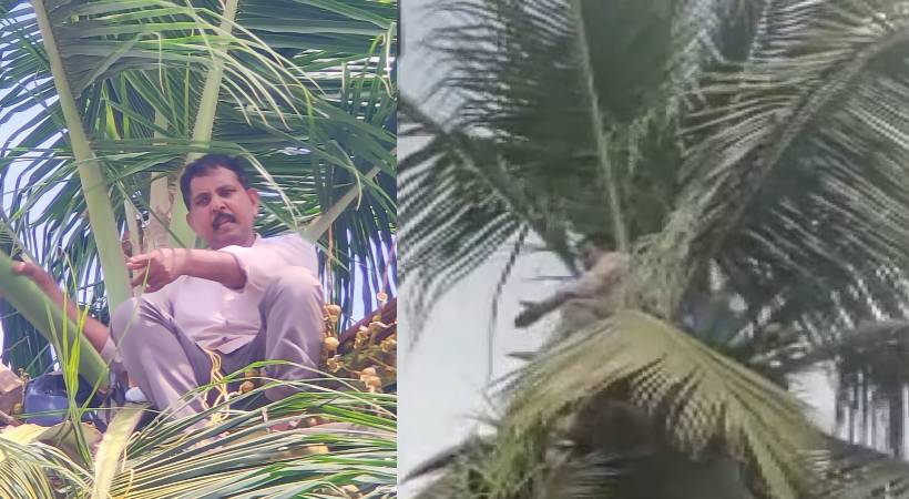 contractor climbed coconut tree demanding money