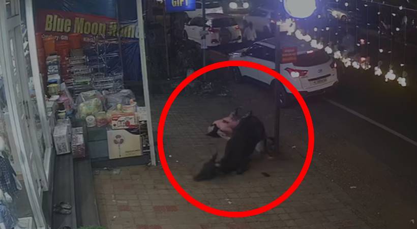 young woman and child stabbed by bull in Kunnamangalam