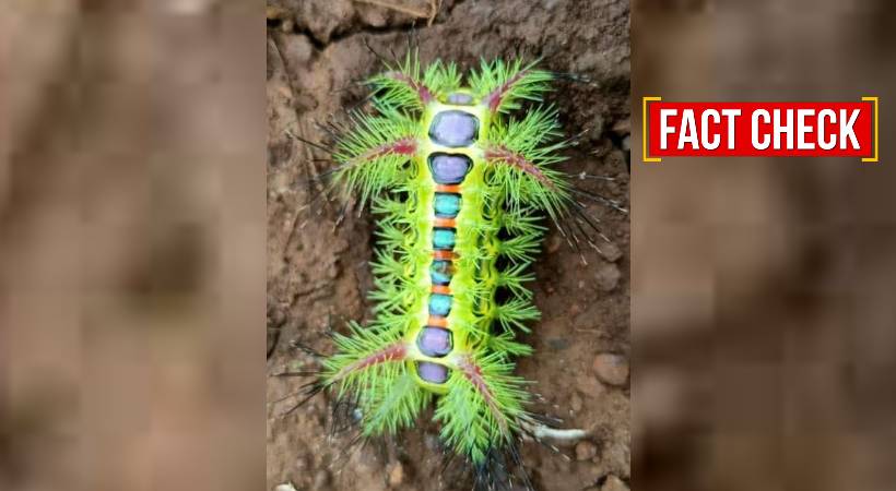 deadly worm fact check