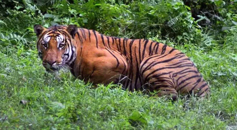 tiger attack Wayanad cow killed