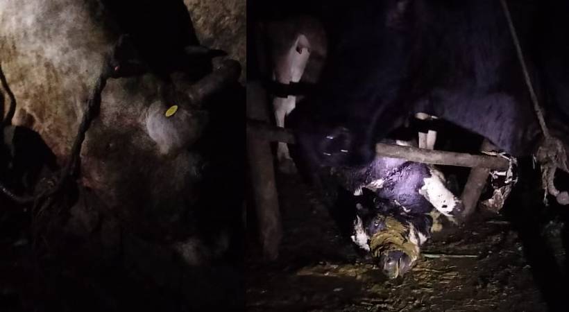 Munnar Rajamala tiger attack