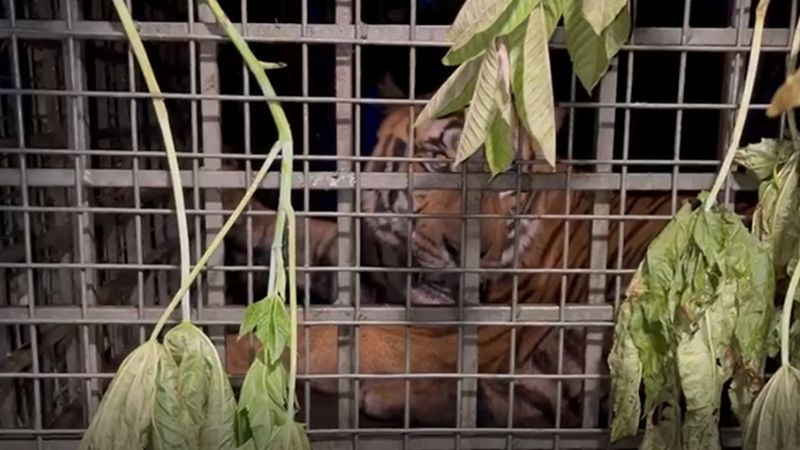 Attacking pets the tiger trapped