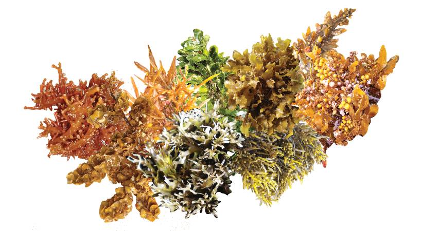 'Seaweed' to fatty liver medicine
