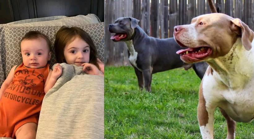 2 children die pet pit bulls attack