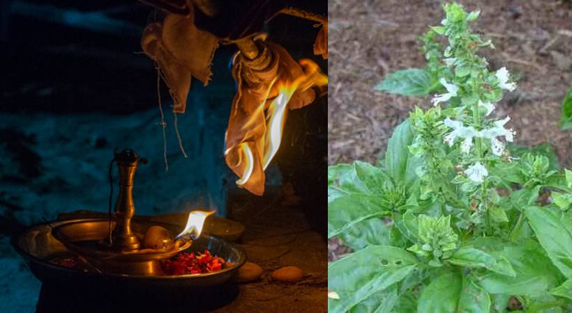 ramathulasi and turmeric planted after human sacrifice