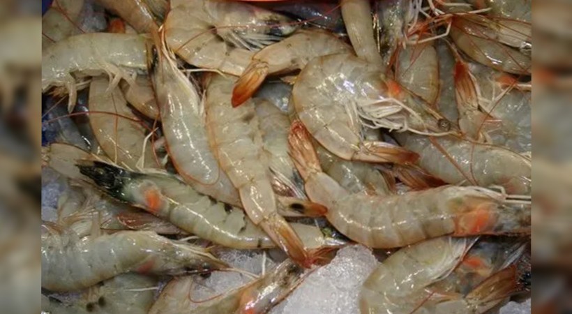 Indian shrimp will ban from Qatar markets temporary